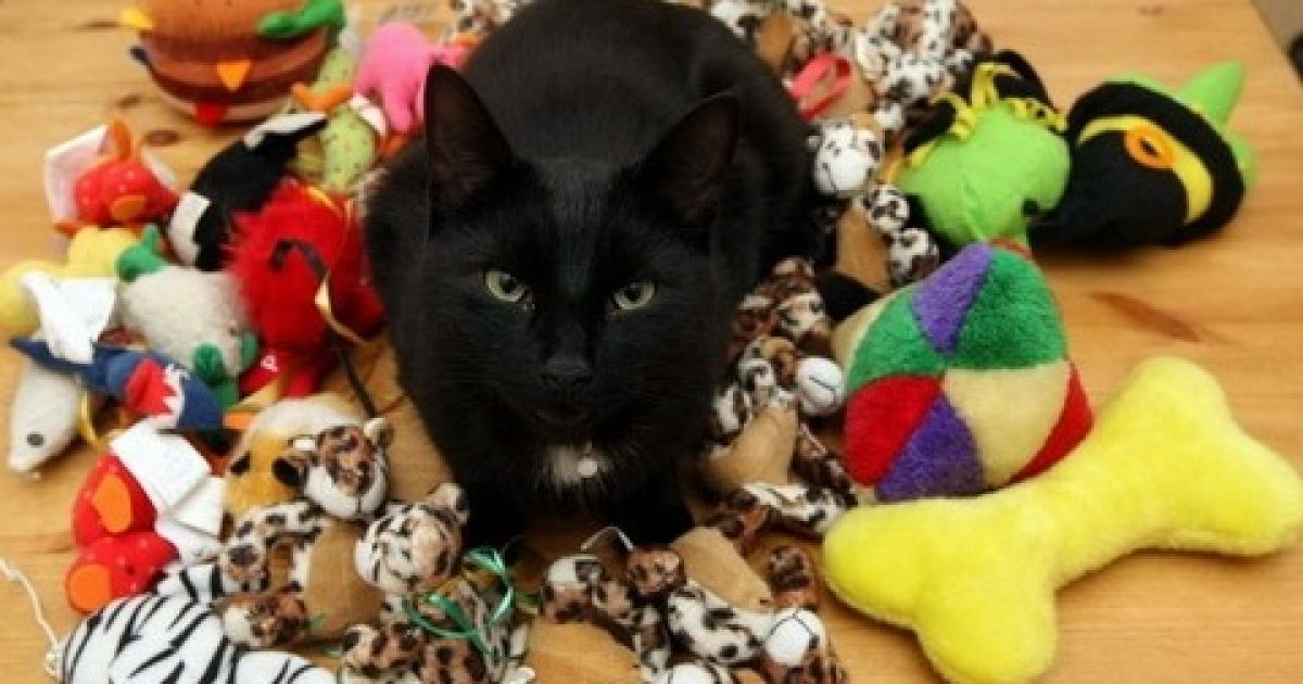 Кіт-клептоман на втіху господарів по ночах грабував своїх сусідів (відео)