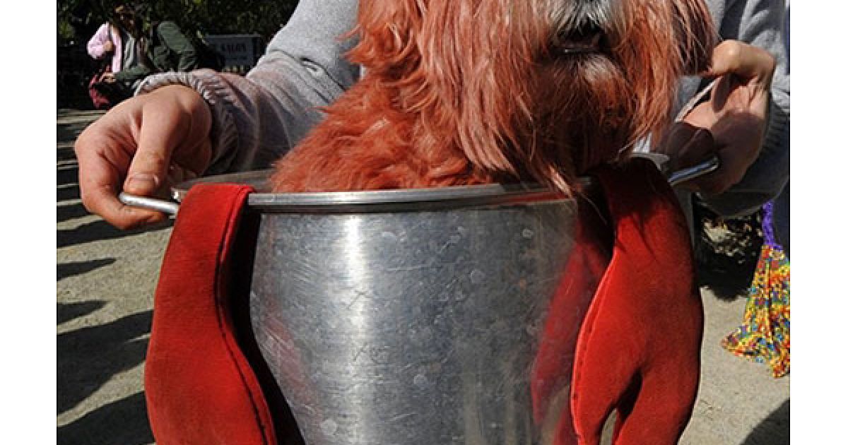 В центрі Нью-Йорка пройшов 20-й собачий парад "Halloween Dog Parade", в якому взяли участь більше 500 собак. / © AFP