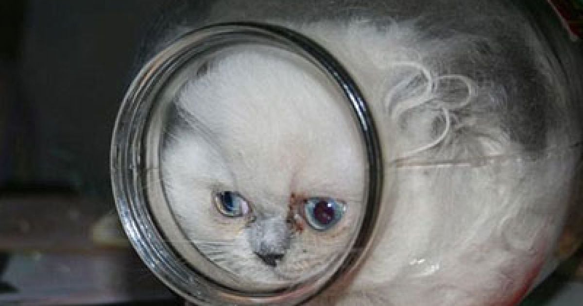 Кицька Ксюша