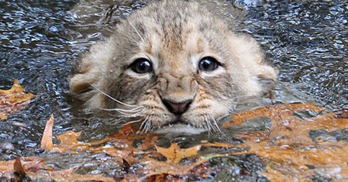 США, Вашингтон. Молоде левеня намагається плавати у рівчаку, який оточує левиний вольєр у національному зоопарку при Смітсонівському інституті у Вашингтоні. Співробітники зоопарку спробували навчити плавати чотирьох левенят, щоб вони могли безпечно перепливати рівчак, перш ніж левенят випустять у вольєр до їхньої матері.