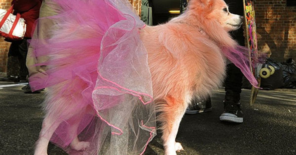 В центрі Нью-Йорка пройшов 20-й собачий парад "Halloween Dog Parade", в якому взяли участь більше 500 собак. / © AFP