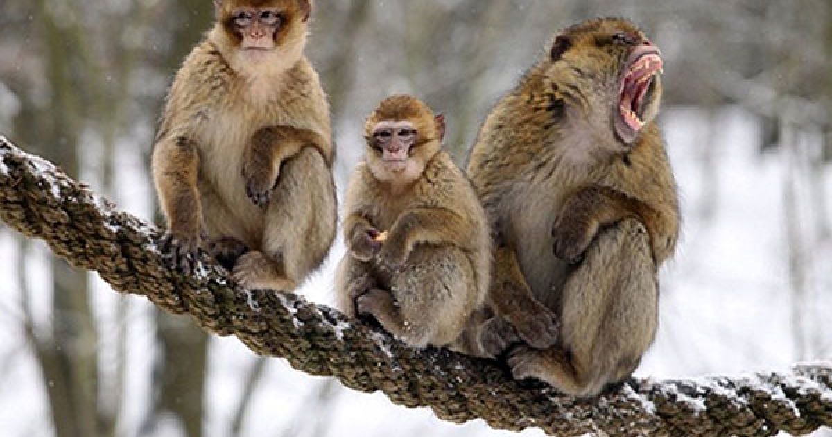 Німеччина, Гера. Берберійські макаки (Macaca sylvanus) сидять на мотузці у своєму вольєрі у зоопарку міста Гера, Східна Німеччина. / © AFP
