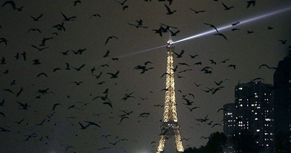 Франція, Париж. Чайки літають вночі над річкою Сеною біля Ейфелевої вежі. / © AFP