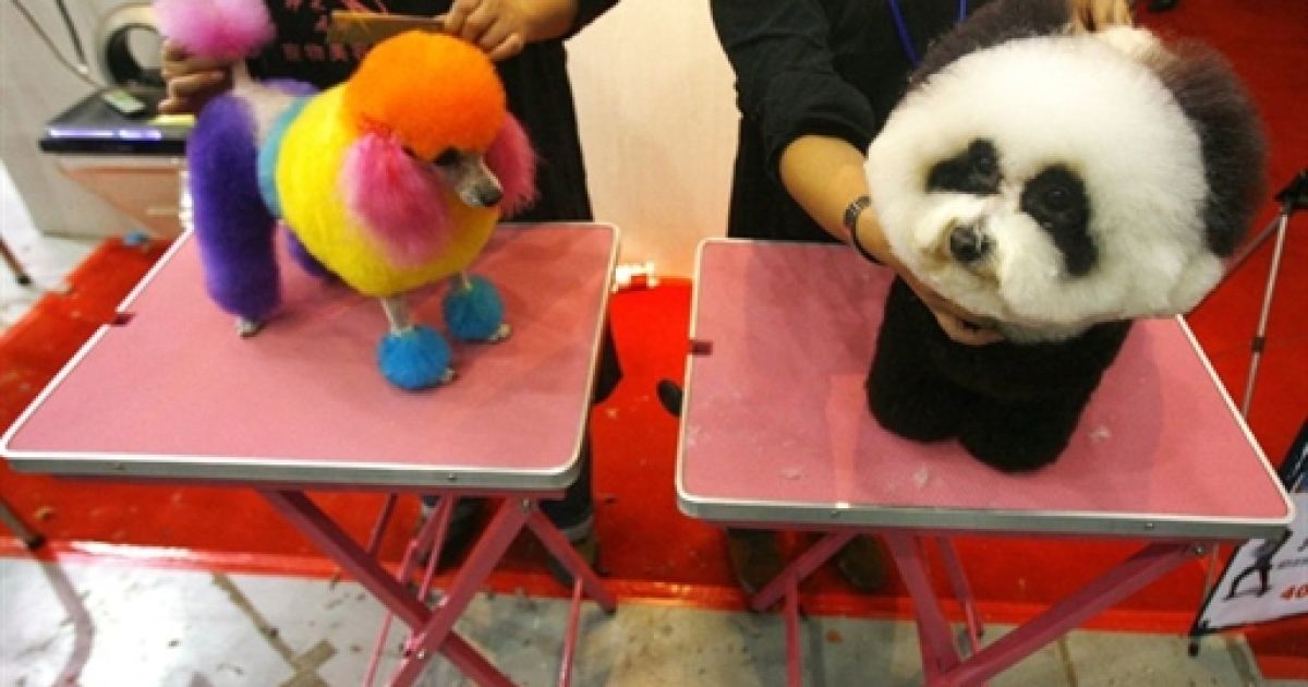 China Pet Fair