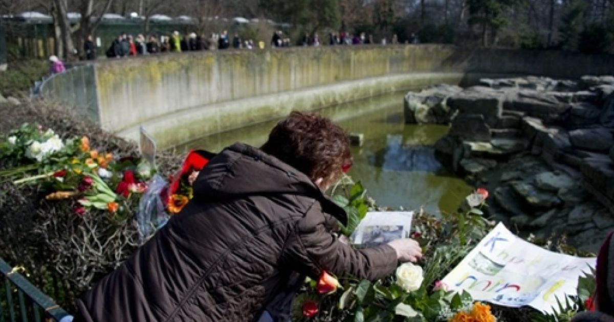 У берлінському зоопарку під час прогулянки несподівано помер улюбленець всього світу &mdash; чотирирічний білий ведмідь Кнут. / © AFP