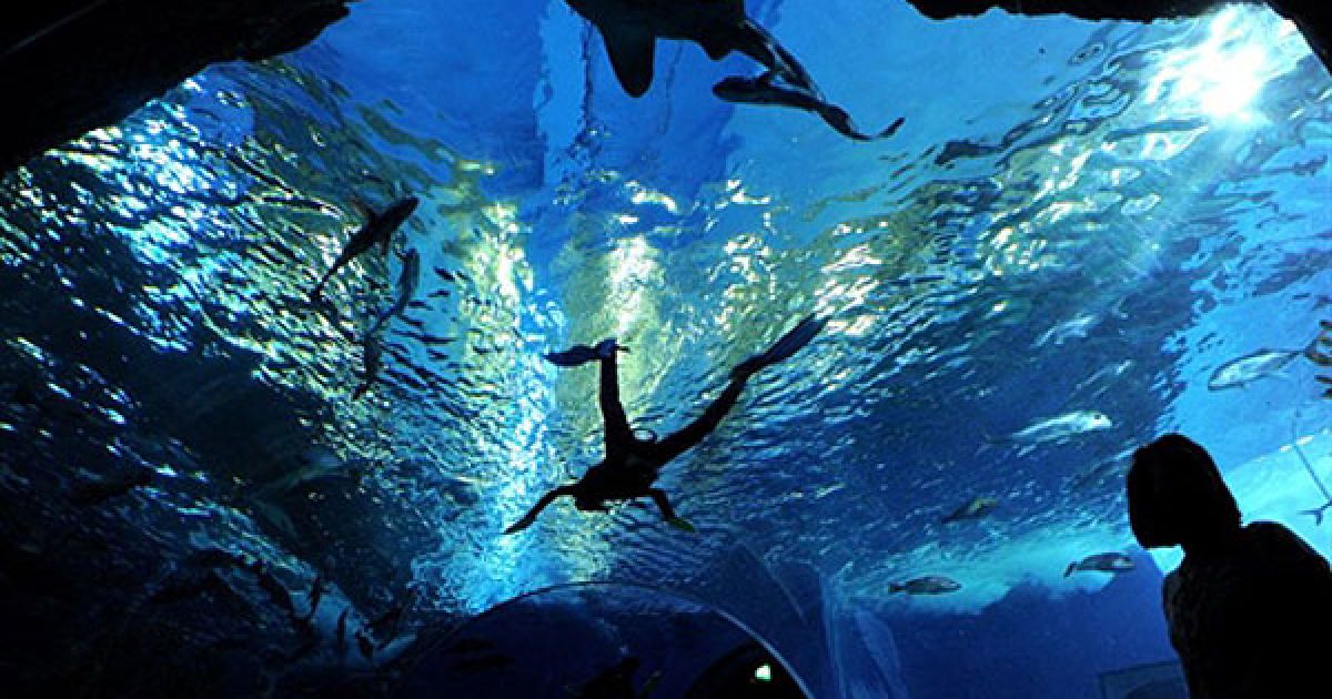 Таїланд, Бангкок. Тайські школяри дивляться, як водолаз чистить скляні стіни акваріума у Бангкоку. Цей акваріум є найбільшим у Південно-Східній Азії, у ньому мешкають більше 400 видів риб і тварин. / © AFP