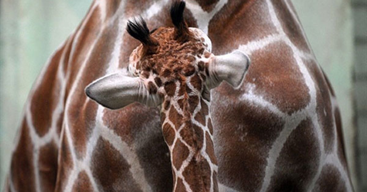 Німеччина, Франкфурт-на-Майні. Жирафеня Тебого стоїть поруч зі своєю матір&#039;ю Монік у їхньому вольєрі у зоопарку Франкфурта-на-Майні. Дитинча, яке народилось два тижні тому, вперше показали відвідувачам зоопарку.