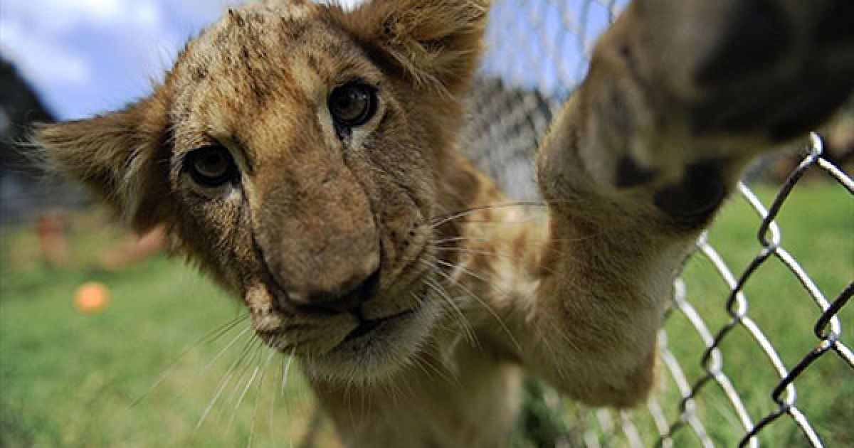 Сімимісячне левеня на прізвисько Годфрі в притулку для диких тварин у Найробі (Кенія)