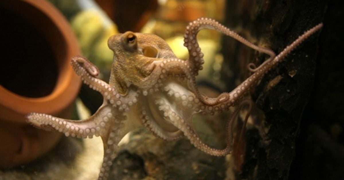 У німецькому океанаріумі знову з'явився восьминіг-провидець Пауль