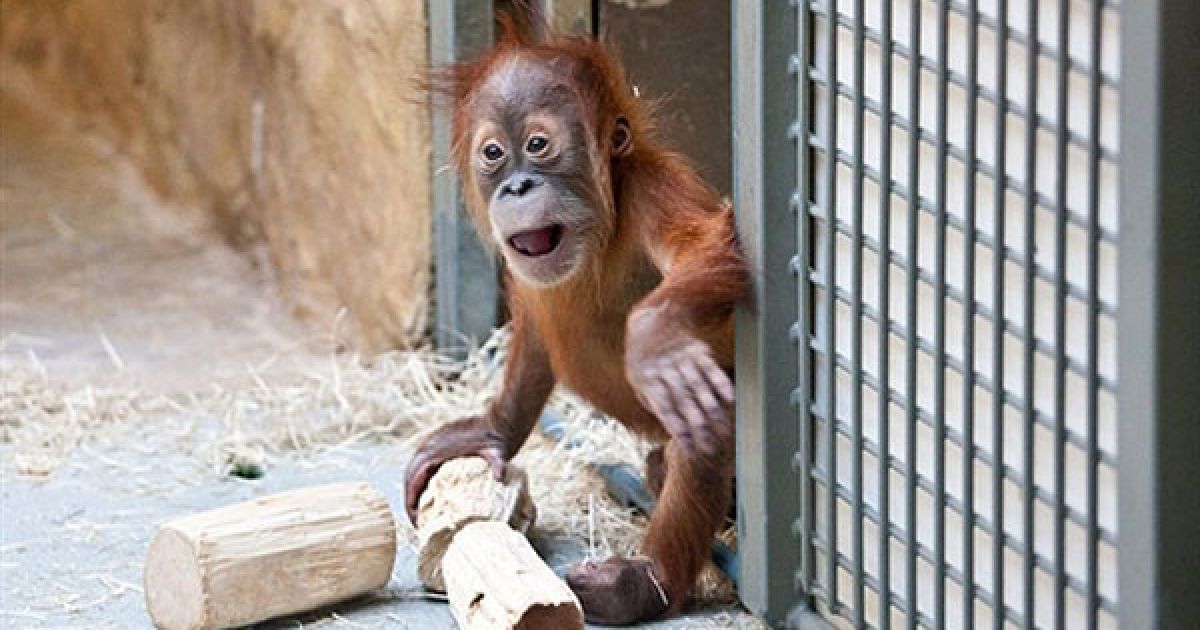 Німеччина, Дрезден. Дитинча орангутанга Дуран грає у своєму вольєрі у зоопарку Дрездена, Східна Німеччина. / © AFP