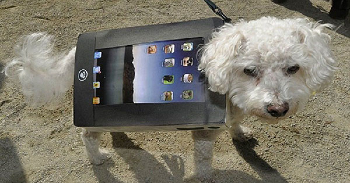 В центрі Нью-Йорка пройшов 20-й собачий парад "Halloween Dog Parade", в якому взяли участь більше 500 собак. / © AFP