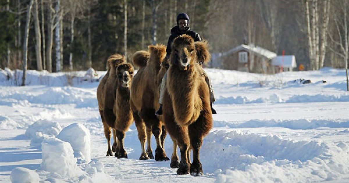 У невеличкому селищі Gyttorp на березі озера Вікерн у Норвегії мешкає 40-річний сомалієць Алі Абдулла Хассан / © bigpicture.ru