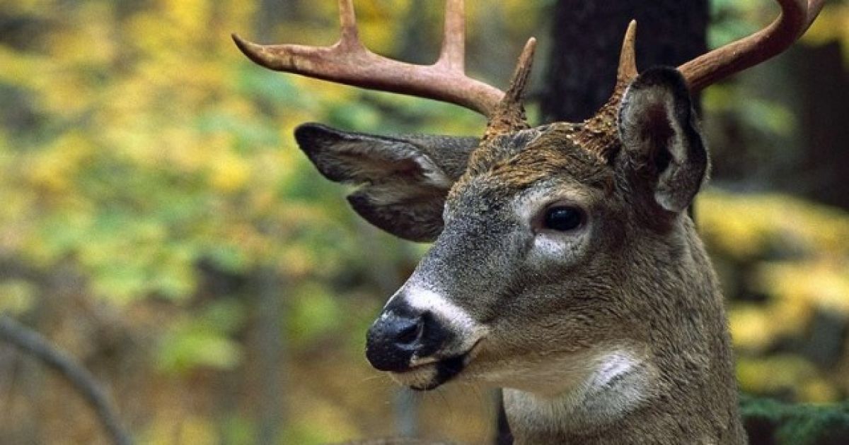 Ілюстрація