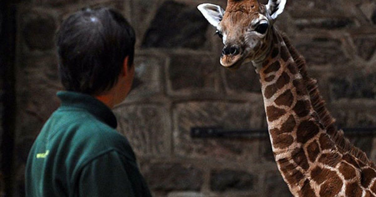 Великобританія, Честер. Самичка жирафа Ротшильда, якій виповнився один тиждень, дивиться на працівника зоопарку Честер, північний захід Англії. Ім&rsquo;я жирафу мають обрати через конкурс в мережі Інтернет. / © AFP