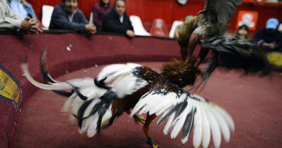 Еквадор, Кіто. Бійцівські півні виступають на арені Los Revuelos на околиці міста Кіто. Сотні любителів взяли участь у традиційних боях півнів, перможець яких отримує 1600 доларів премії. / © AFP