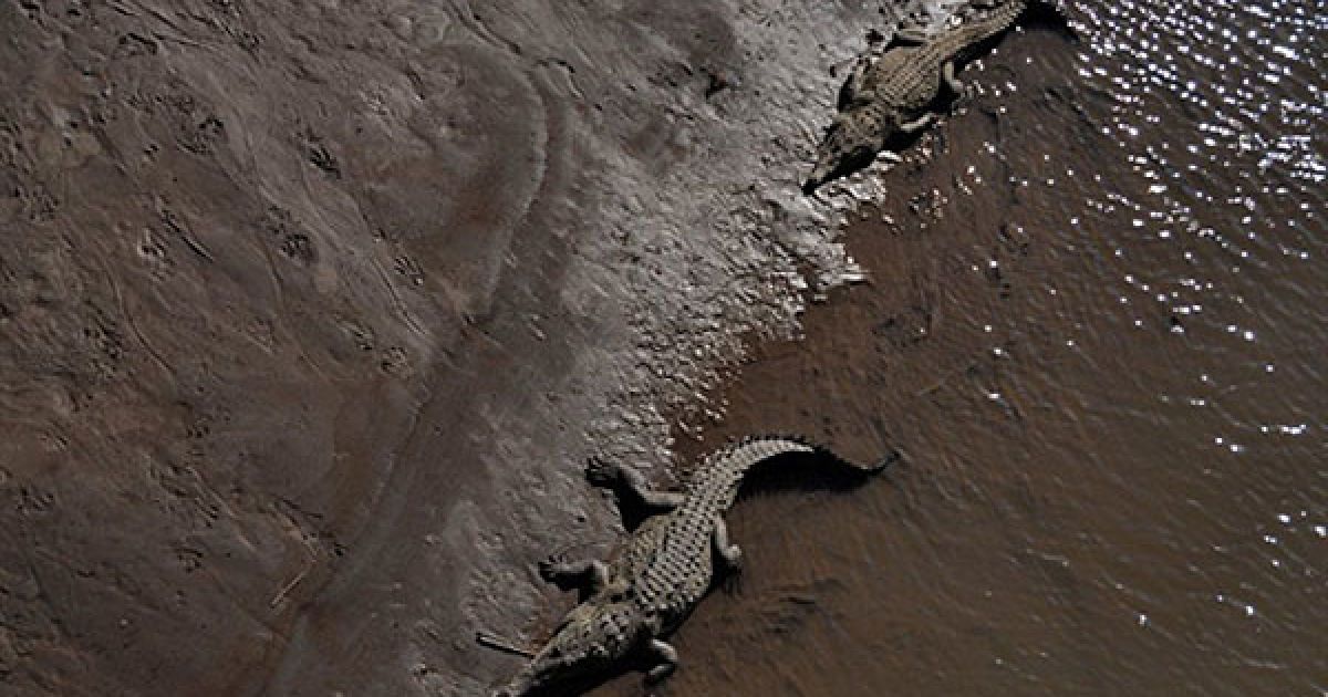 Коста-Ріка, Тарколь. Крокодили відпочивають на березі річки Тарколь у провінції Пунтаренас в Коста-Ріці. / © AFP