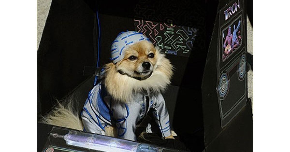 В центрі Нью-Йорка пройшов 20-й собачий парад "Halloween Dog Parade", в якому взяли участь більше 500 собак. / © AFP