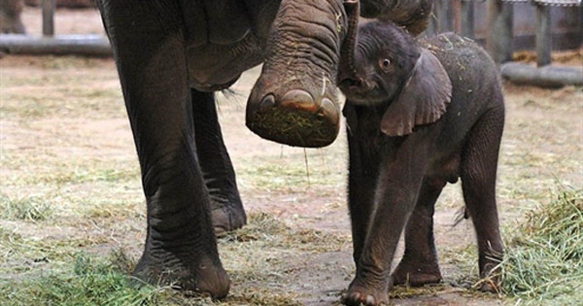 Німеччина, Вупперталь. Слоненя на прізвисько Улі ховається за свою матір Сабі у їхньому вольєрі в зоопарку міста Вупперталь, Західна Німеччина. Улі народився в зоопарку 16 січня 2011 року. / © AFP