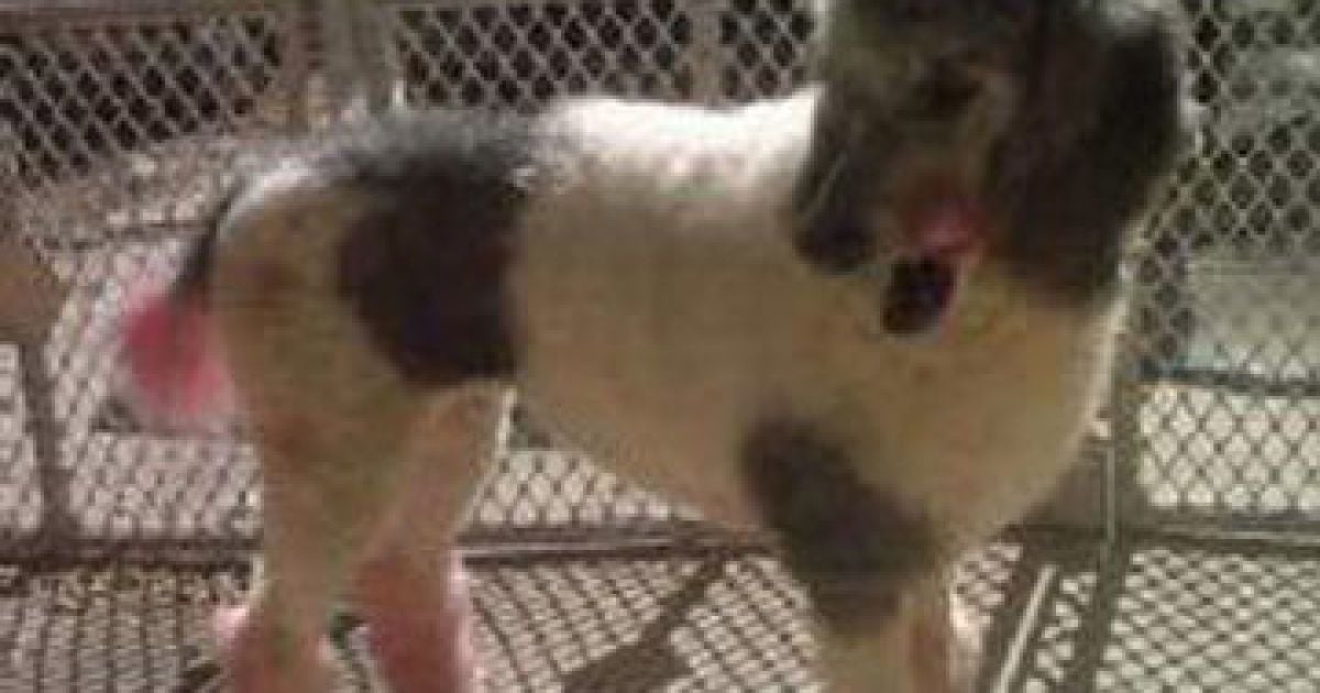 Пудель з рожевими лапами