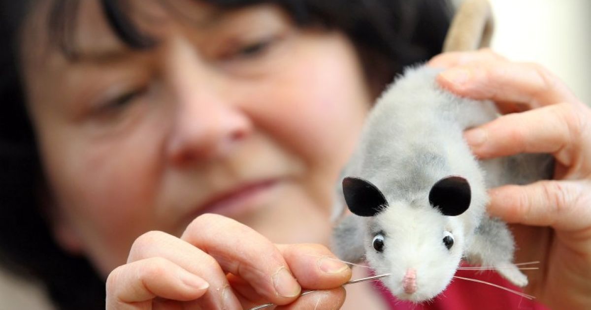 Самка опосума на прізвисько Хайді, яка нещодавно прибула до зоопарку Лейпцига, стала справжнім "хітом" серед німців. / © spiegel.de