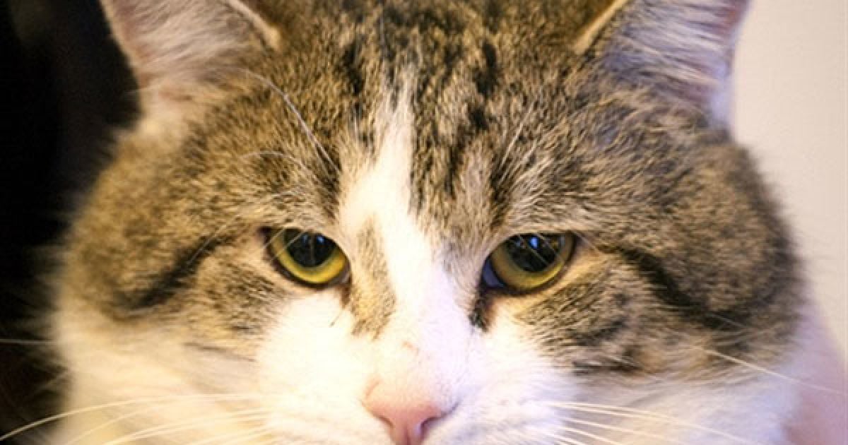 До обов&#039;язків нового співробітника увійде ловля щурів, які мешкають в урядовому офісі та його околицях. / © AFP