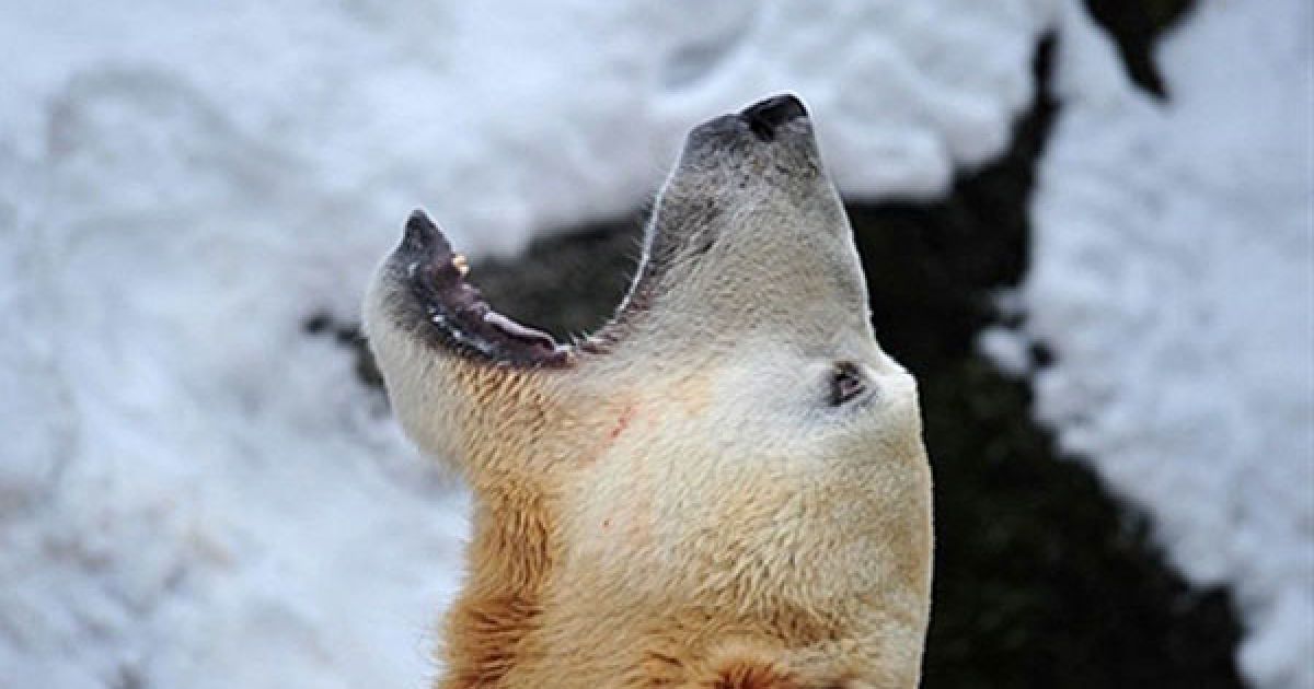Німеччина, Берлін. Найвідоміший у світі білий ведмідь Кнут позіхає у своєму вольєрі в берлінському зоопарку. / © AFP