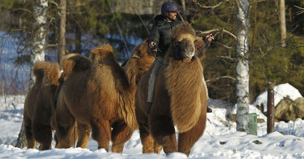 40-річний сомалієць Алі Абдулла Хассан щодня пасе верблюдів. / © bigpicture.ru