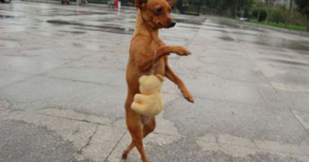 Пінчер Лу ЛУ