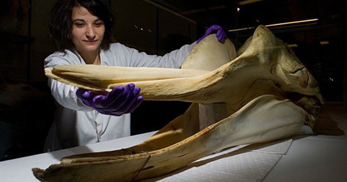 Великобританія, Трінг. Технік-реставратор Маргарита Андрейд позує із черепом Північного пляшконосого кита на виставці "Історія китів Темзи" в Музеї природної історії у місті Трінг, Хартфордшир. Виставка присвячена 6-метровому киту, який заплив до Темзи, але врятувати його не вдалося. / © AFP