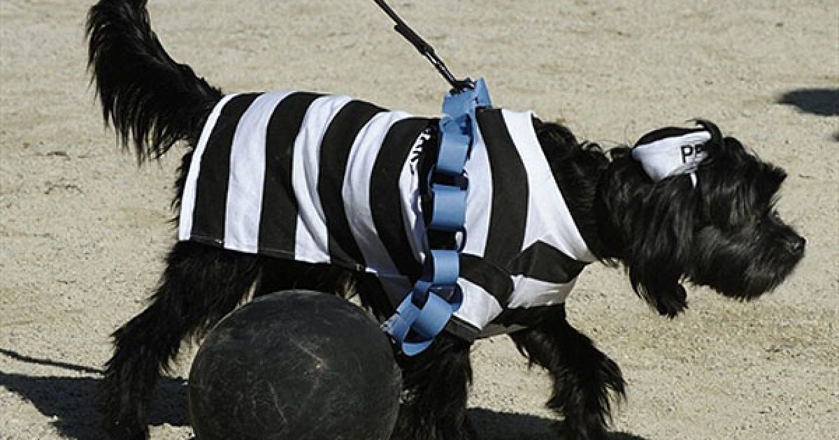 В центрі Нью-Йорка пройшов 20-й собачий парад "Halloween Dog Parade", в якому взяли участь більше 500 собак. / © AFP