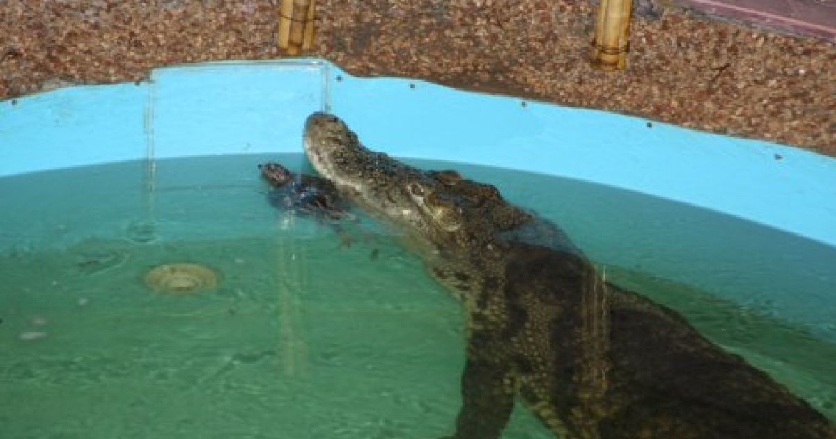 Крокодил Гена