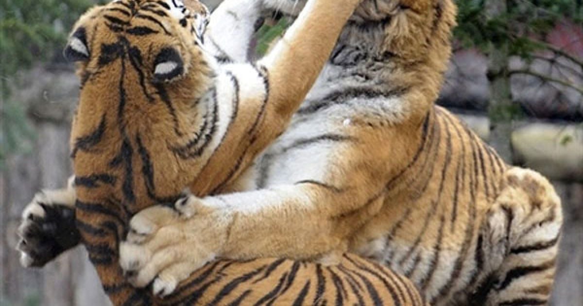 Франція, Амневіль. Сибірські тигри граються у зоопарку міста Амневіль на сході Франції. / © AFP