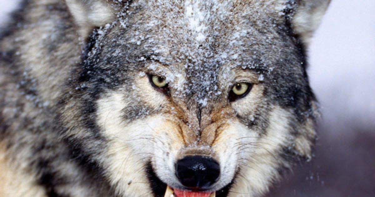 В населених пунктах дикі тварини - рідкість