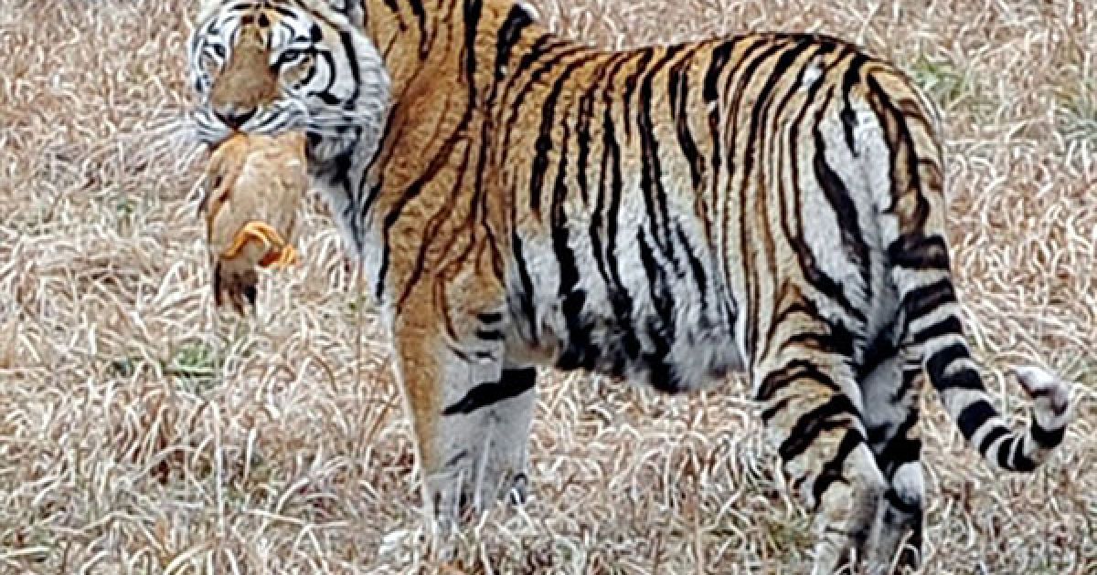 Китай, Шанхай. Тигр тримає в зубах курча у своєму вольєрі у парку дикої природи у Шанхаї. / © AFP