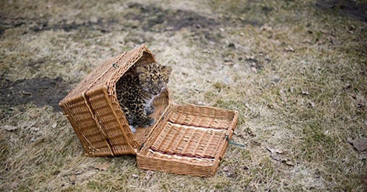 Північно-китайський леопард Некама народився в берлінському зоопарку / © AFP