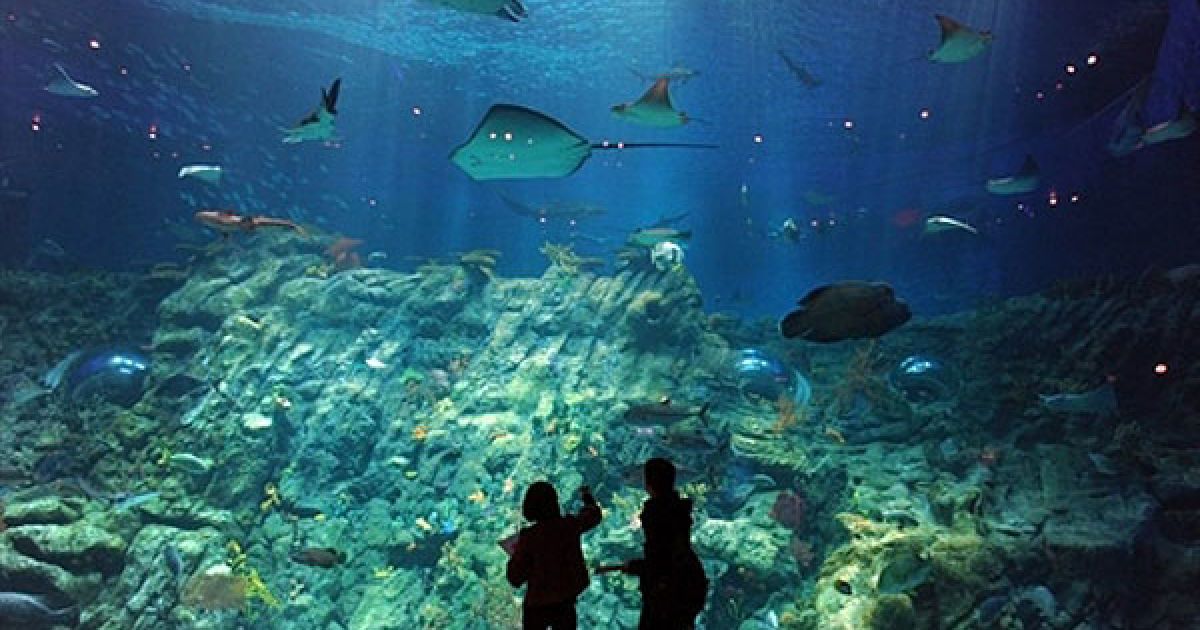 Китай, Гонконг. Відвідувачі роздивляються мешканців нового гігантського акваріуму, який встановили у місцевому парку Тема. В акваріумі мешкають понад 5000 морських тварин, і він є одним з десяти найбільших акваріумів у світі.