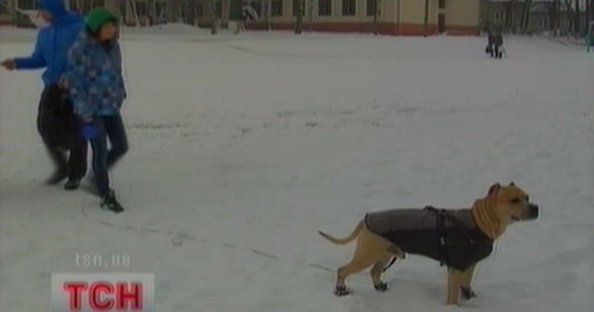 Стафордширський тер'єр на прізвисько Трет