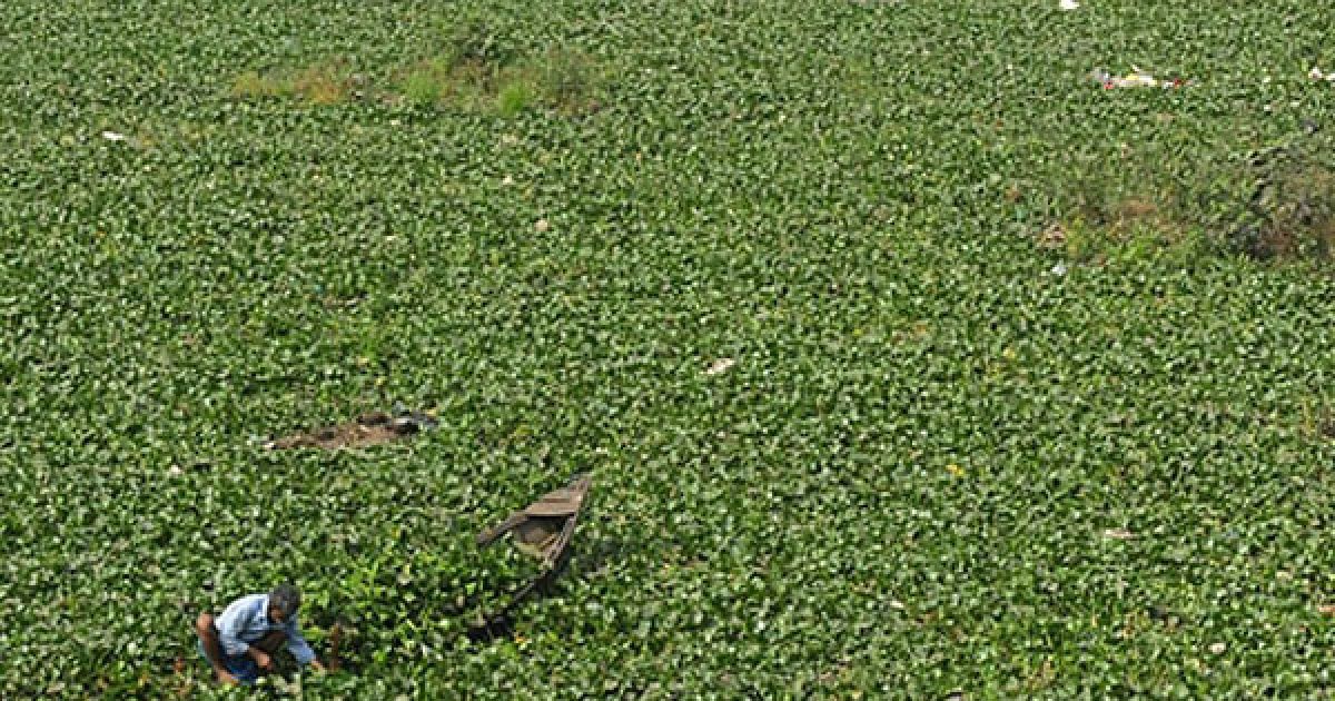 Бангладеш, Дакка. Людина збирає водні гіацинти у Дацці. Бангладеш є однією з найбідніших країн у світі, де 40 відсотків населення живе на менш ніж 1 долар США у день. / © AFP
