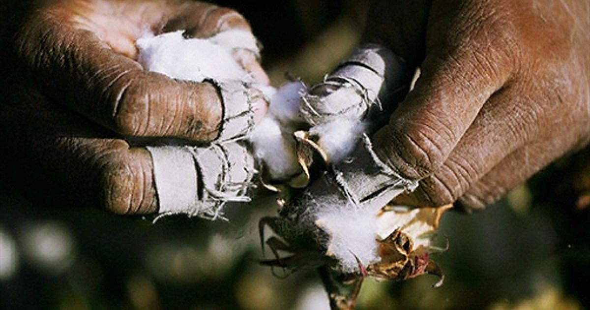 Чоловік збирає бавовну у китайському місті Хамі. Зараз Китай є найбільшим експортером бавовни у світі. / © AFP