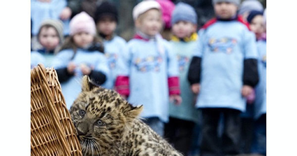 Північно-китайський леопард Некама народився в берлінському зоопарку / © AFP