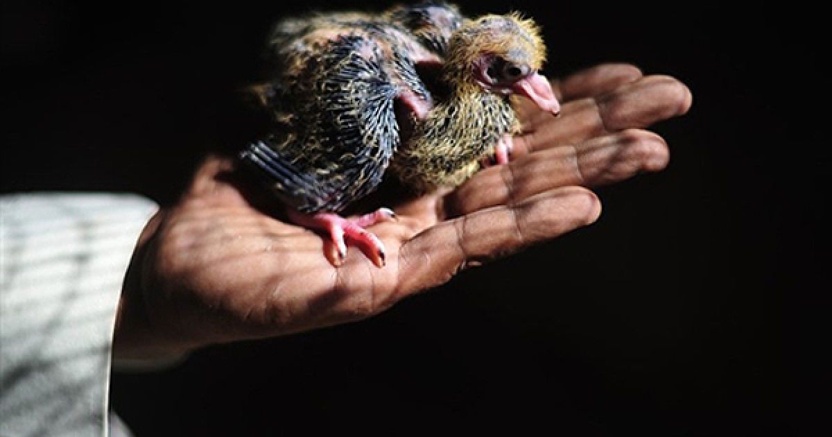 Чоловік тримає 10-денних пташенят голуба під час зустрічі клубу любителів птахів у Лахорі. Раніше голубів тримали майже у кожному домі Пакистані, оскільки ці птахи використовували як засіб зв&rsquo;язку. / © AFP