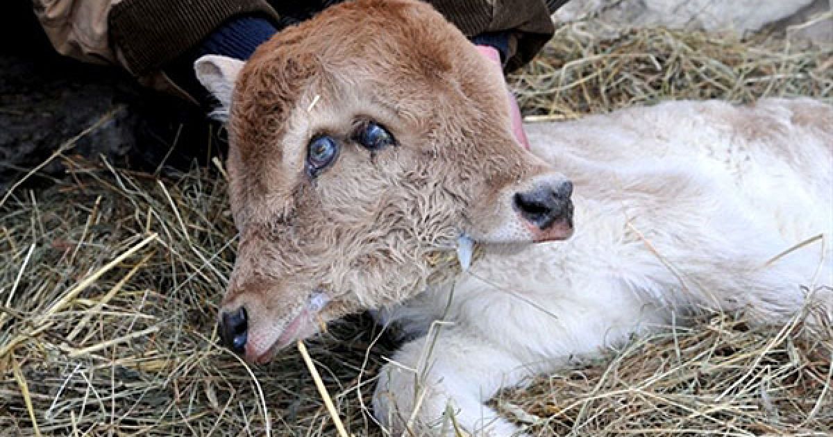 Вірменія, Сотк. У вірменському селі Сотк народилося двоголове теля. / © AFP