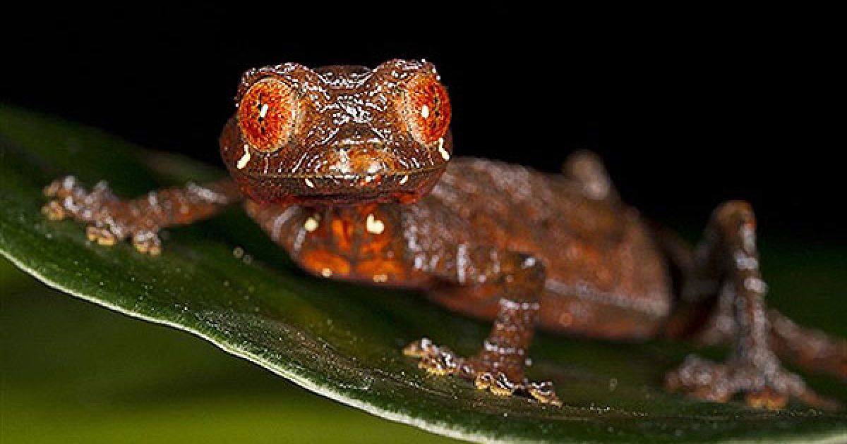 США, Сан-Дієго. Першим дитинчам, яке народилось у зоопарку Сан-Дієго у 2011 році, став найменший представник у своєму виді &mdash; маленький фантастичний листохвостий гекон (Uroplatus phantasticus). Гекон важить менше 1 грама, а його розмір становить менше копійки. Фото AFP/зоопарк Сан-Дієго/Кен Бон/HO / © AFP