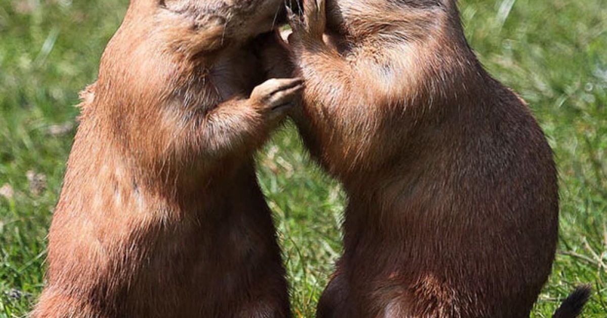 Лугові собачки цілуються