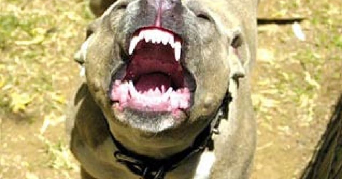 Ілюстрація