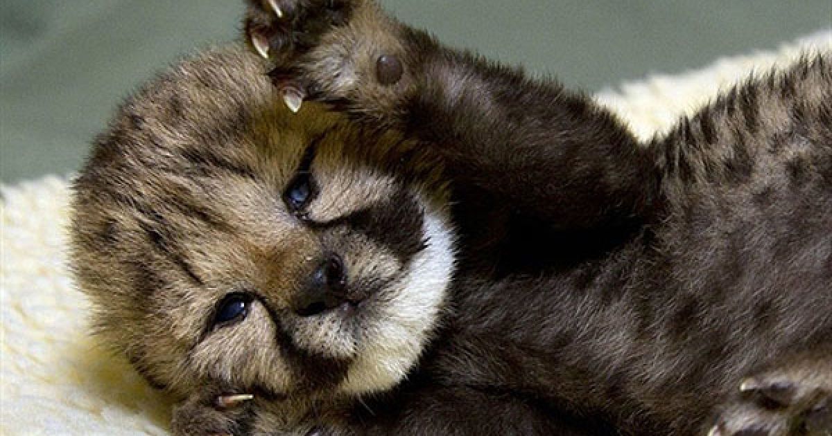 США, Сан-Дієго. 10-денне дитинча гепарда відкриває очі у центрі догляду за тваринами зоопарку Сан-Дієго. Молодий гепард на прізвисько Кібурі (що мовою суахілі означає "гордий") спить від 20 до 22 години на добу, його годують спеціальною сумішшю. / © AFP