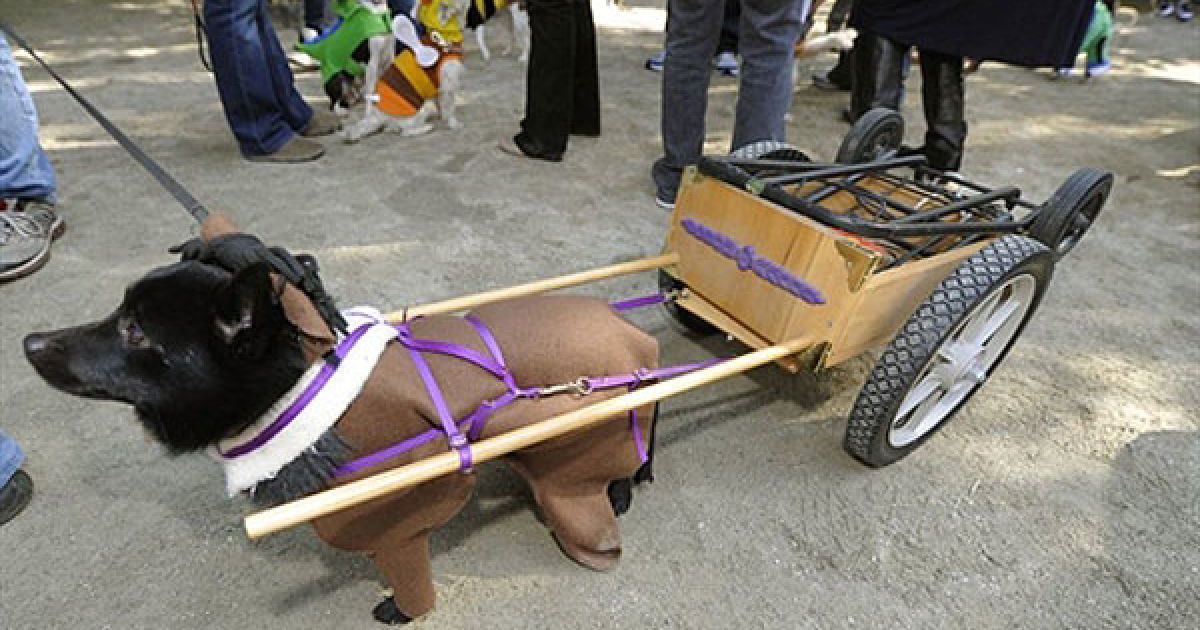 В центрі Нью-Йорка пройшов 20-й собачий парад "Halloween Dog Parade", в якому взяли участь більше 500 собак. / © AFP