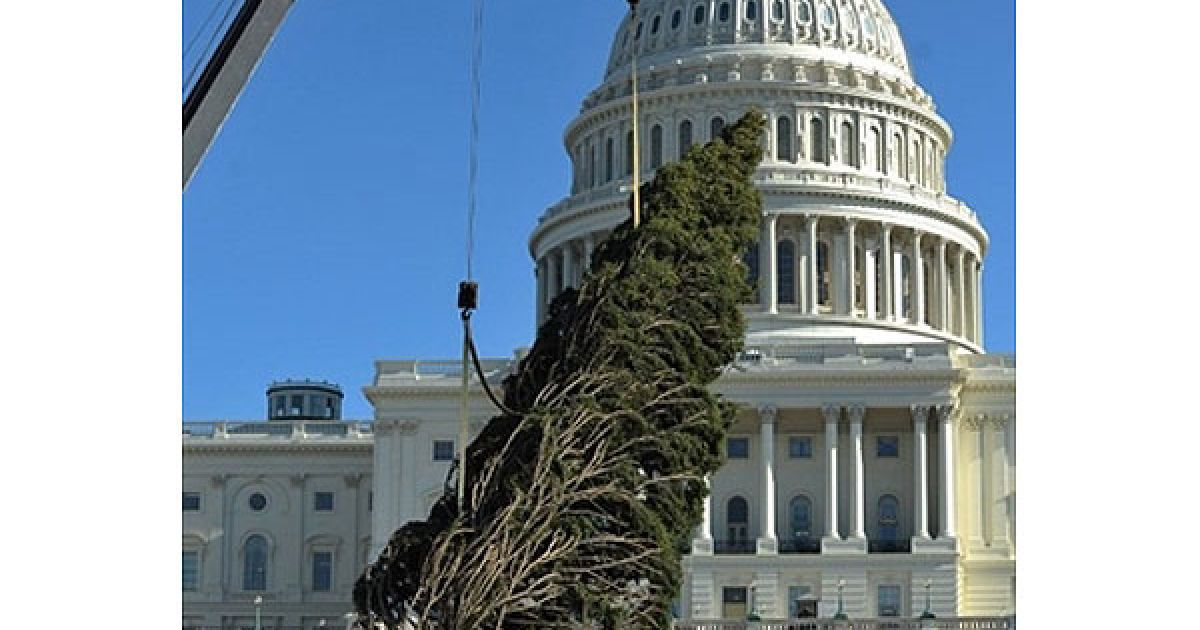 США, Вашингтон. Робочі встановлюють різдвяну ялинку перед Капітолієм у
Вашингтоні, округ Колумбія. Цього року для різдвяного дерева була
обрана 67-футова ялина Енджелманн, привезена з національного лісу
Бріджер-Тетон, щтат Вайомінг. / © AFP