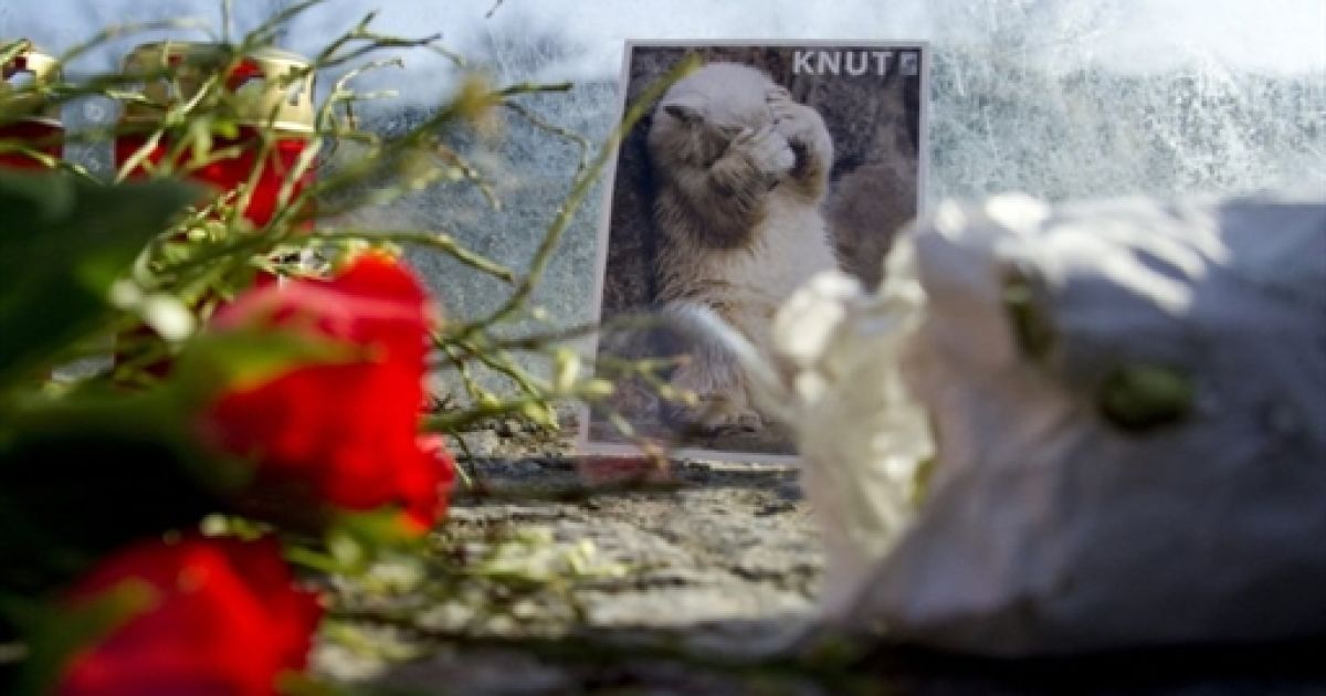 У берлінському зоопарку під час прогулянки несподівано помер улюбленець всього світу &mdash; чотирирічний білий ведмідь Кнут. / © AFP