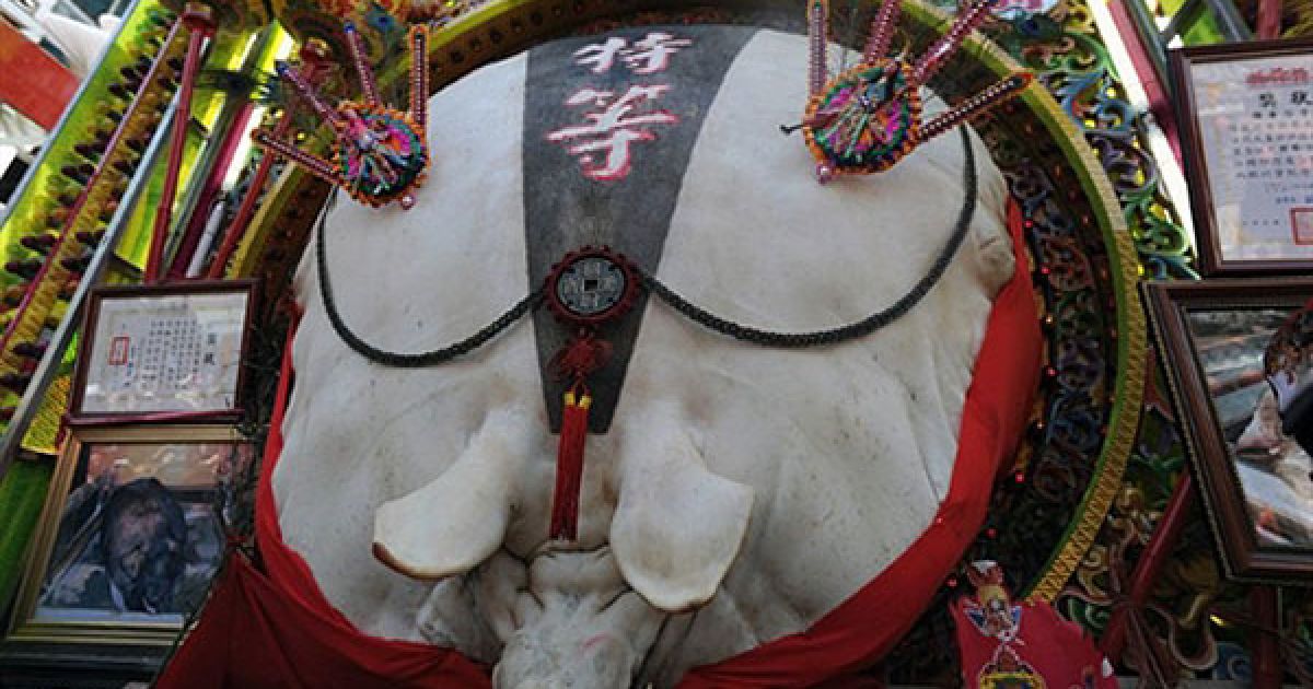 Тайвань, Тайбей. Величезна свиня висить на стіні даоського храму у Шансі під час святкування Фестивалю бога свиней у Тайбеї. Більше 60 свиней, яких спеціально відібрали для фестивалю, відгодовували, робили їм масаж протягом двох-трьох років. Щорічний конкурс свиней проводять на честь китайського місячного Нового Року. / © AFP